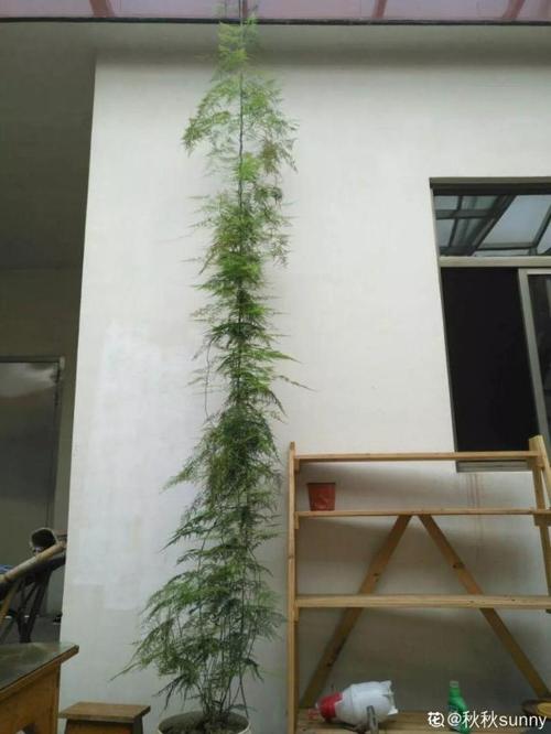 绿萝文竹只用3招？文竹如何养绿？