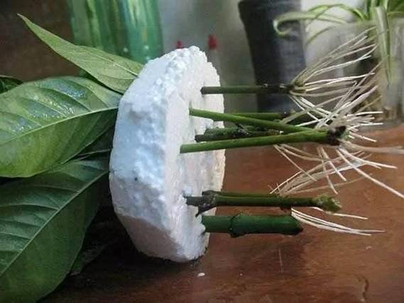 绿萝文竹只用3招？文竹如何养绿？-第2张图片-优品飞百科