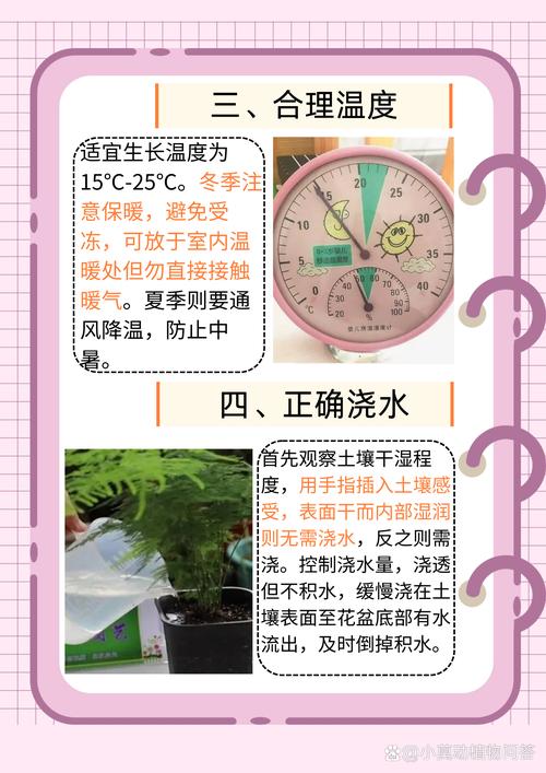 绿萝文竹只用3招？文竹如何养绿？-第3张图片-优品飞百科