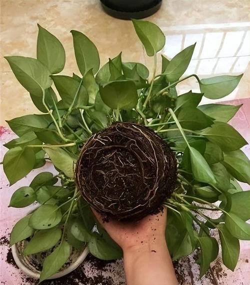 绿萝文竹只用3招？文竹如何养绿？-第5张图片-优品飞百科