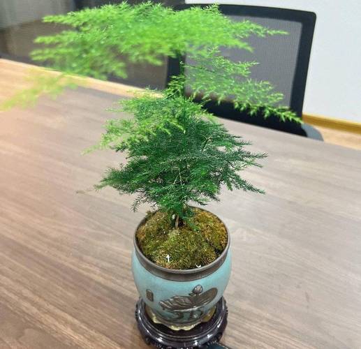 绿萝文竹只用3招？文竹如何养绿？-第6张图片-优品飞百科