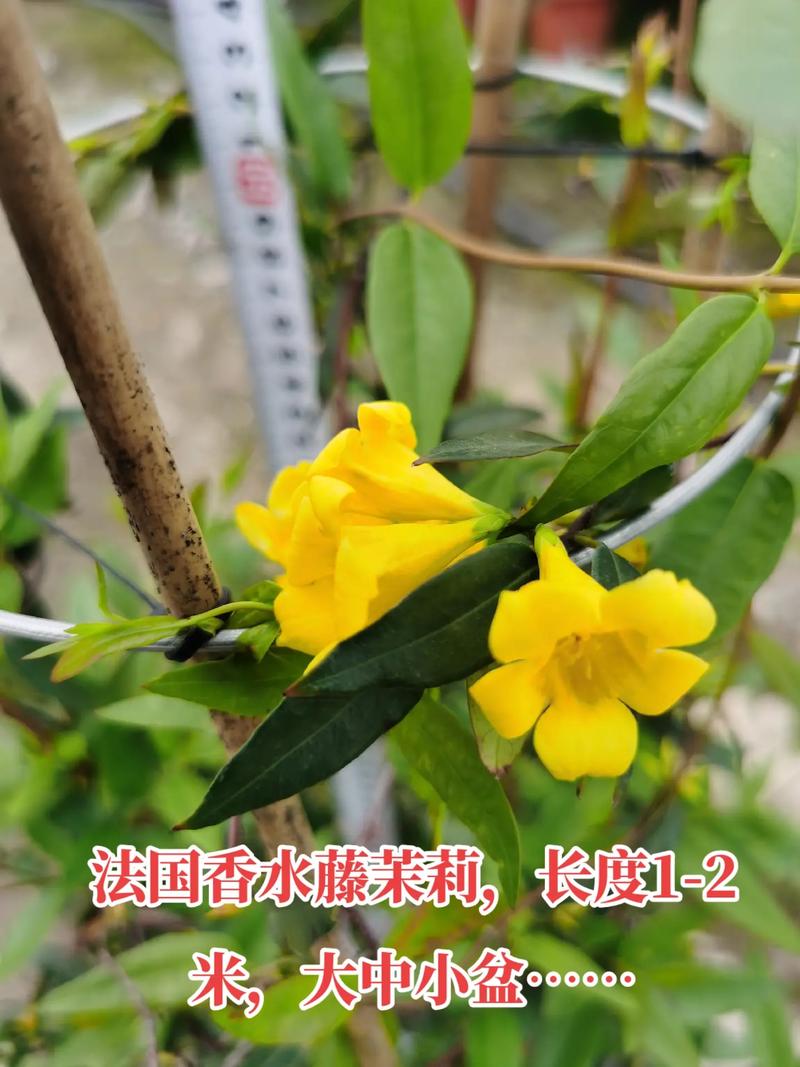 法国茉莉怎么养，法国茉莉的修剪方法？