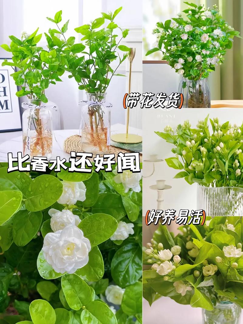 法国茉莉怎么养，法国茉莉的修剪方法？-第3张图片-优品飞百科