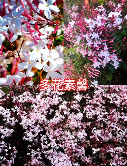 法国茉莉怎么养，法国茉莉的修剪方法？-第4张图片-优品飞百科