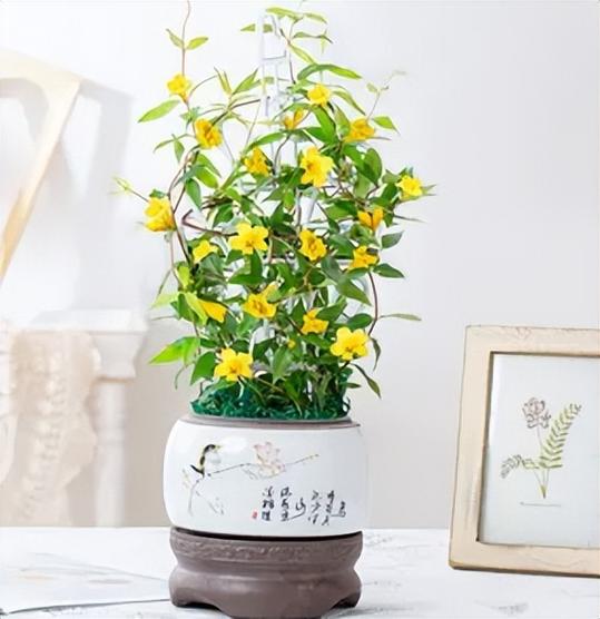 法国茉莉怎么养，法国茉莉的修剪方法？-第5张图片-优品飞百科