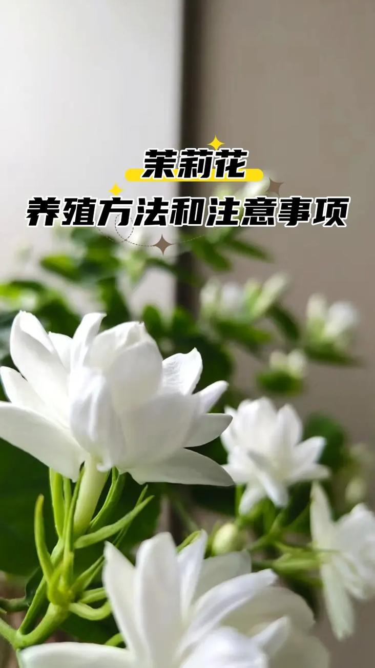法国茉莉怎么养，法国茉莉的修剪方法？-第7张图片-优品飞百科