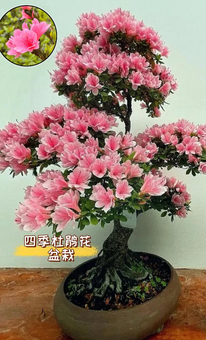 迎红杜鹃的整形修剪和花期控制，红杜鹃盆景？