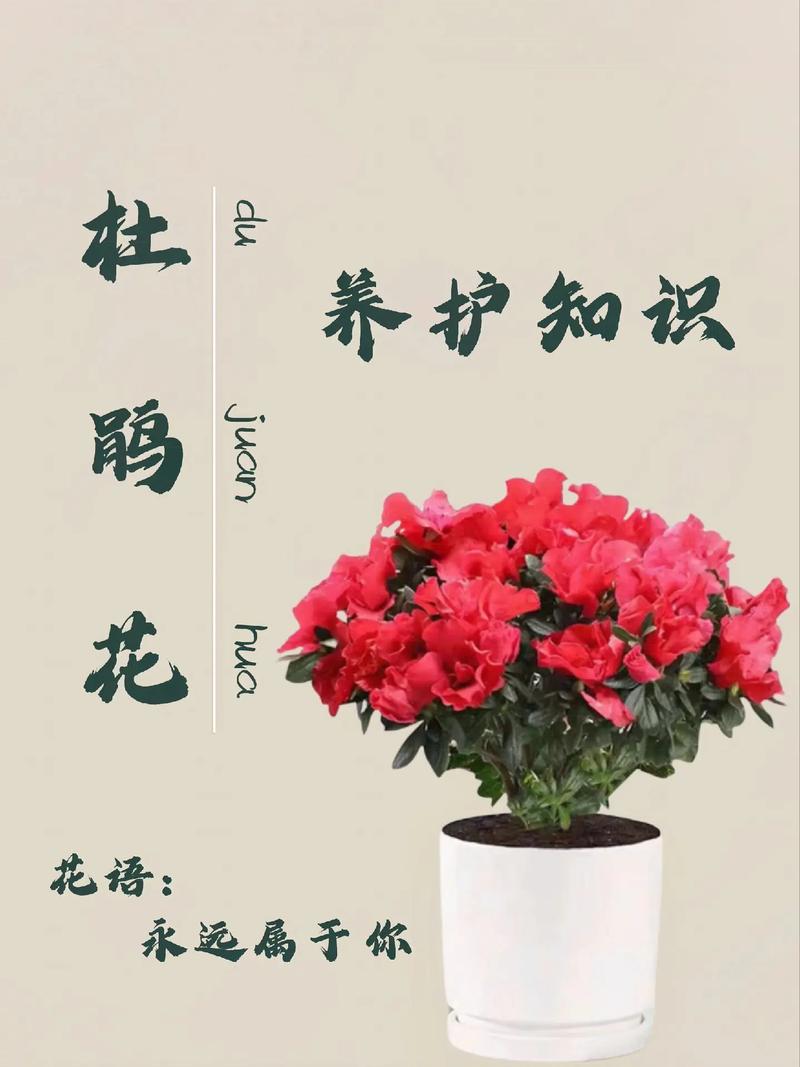 迎红杜鹃的整形修剪和花期控制，红杜鹃盆景？-第2张图片-优品飞百科