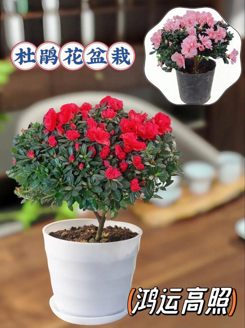 迎红杜鹃的整形修剪和花期控制，红杜鹃盆景？-第3张图片-优品飞百科
