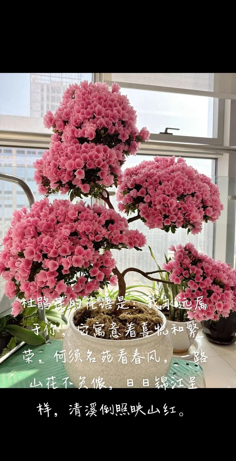 迎红杜鹃的整形修剪和花期控制，红杜鹃盆景？-第5张图片-优品飞百科