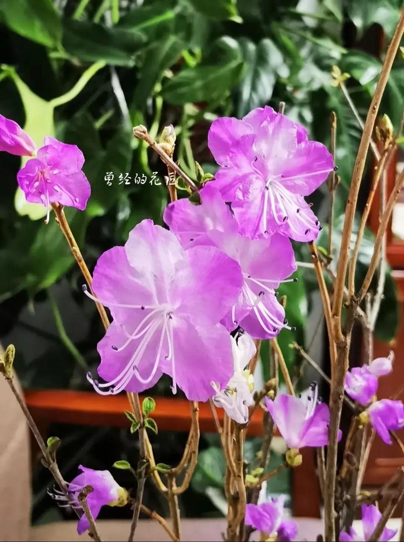 迎红杜鹃的整形修剪和花期控制，红杜鹃盆景？-第7张图片-优品飞百科