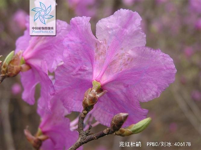 迎红杜鹃的整形修剪和花期控制，红杜鹃盆景？-第8张图片-优品飞百科