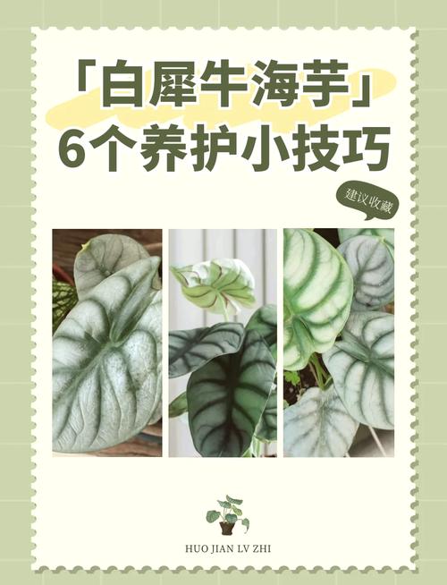新买的海芋花怎么养？鲜切海芋花怎么养？