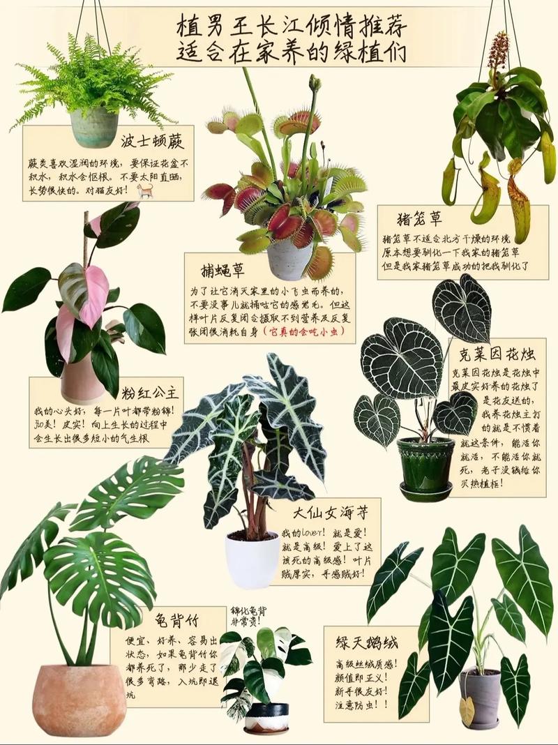 新买的海芋花怎么养？鲜切海芋花怎么养？-第2张图片-优品飞百科