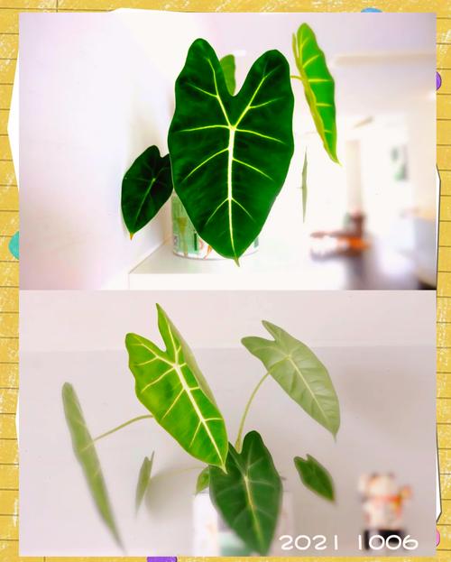 新买的海芋花怎么养？鲜切海芋花怎么养？-第4张图片-优品飞百科