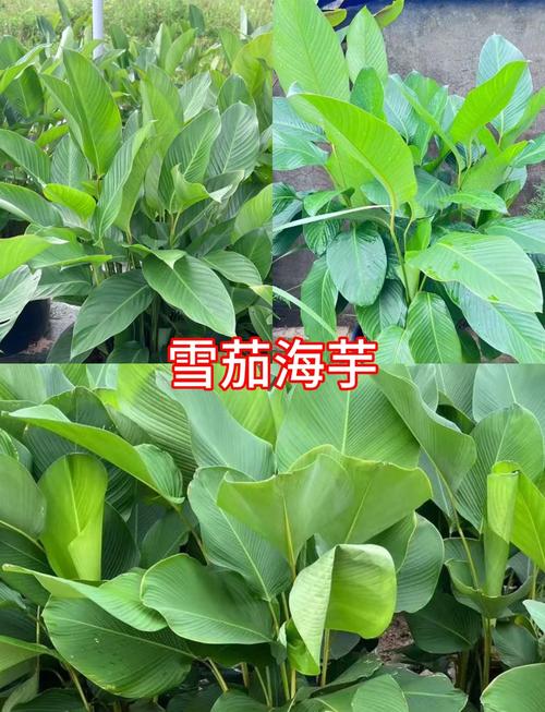 新买的海芋花怎么养？鲜切海芋花怎么养？-第5张图片-优品飞百科