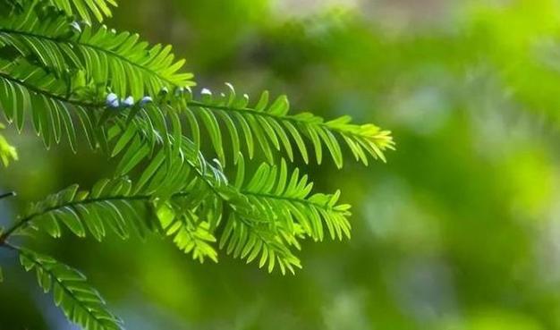 红豆杉怎么授粉，红豆杉授粉成功图片-第2张图片-优品飞百科