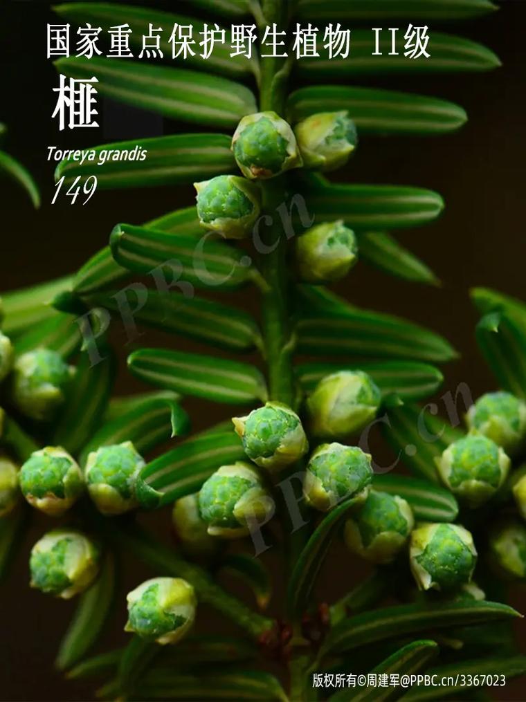 红豆杉怎么授粉，红豆杉授粉成功图片-第4张图片-优品飞百科
