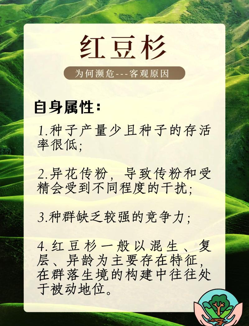 红豆杉怎么授粉，红豆杉授粉成功图片-第5张图片-优品飞百科
