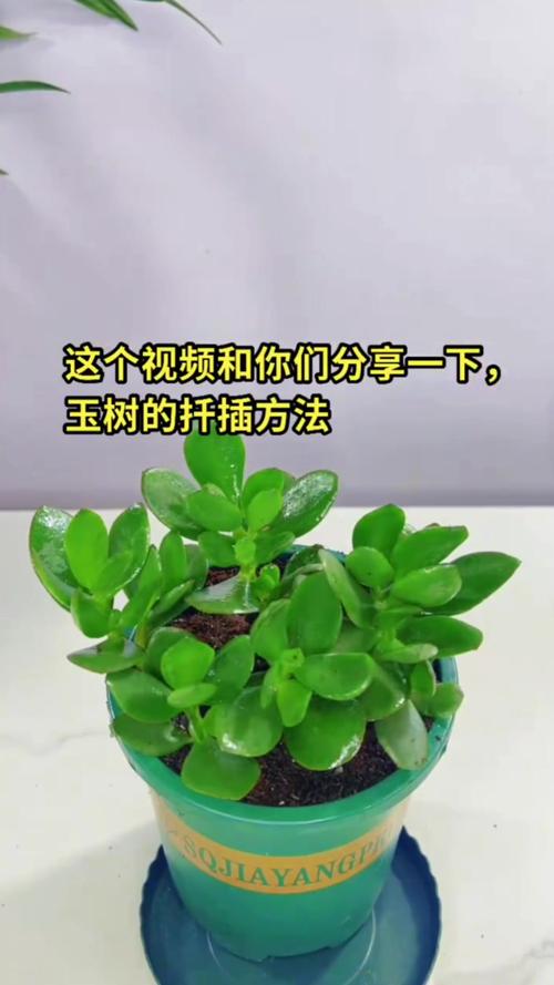 玉兰怎么繁殖？玉兰繁殖技术？-第3张图片-优品飞百科