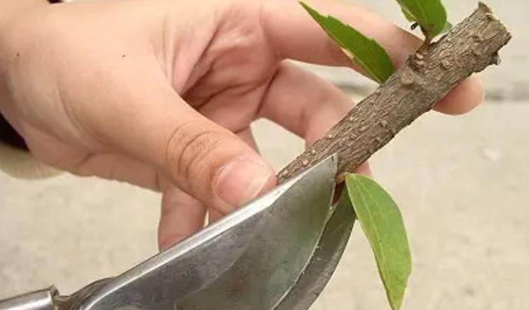玉兰怎么繁殖？玉兰繁殖技术？-第4张图片-优品飞百科