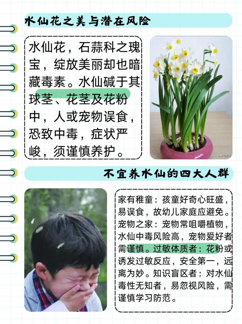 如何让水仙在元旦开花，如何让水仙提前或延迟开花