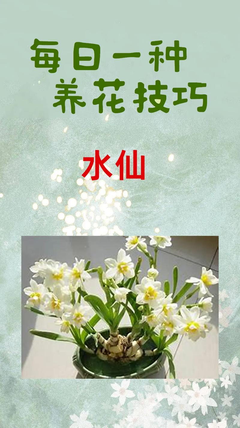 如何让水仙在元旦开花，如何让水仙提前或延迟开花-第3张图片-优品飞百科