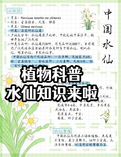 如何让水仙在元旦开花，如何让水仙提前或延迟开花-第5张图片-优品飞百科