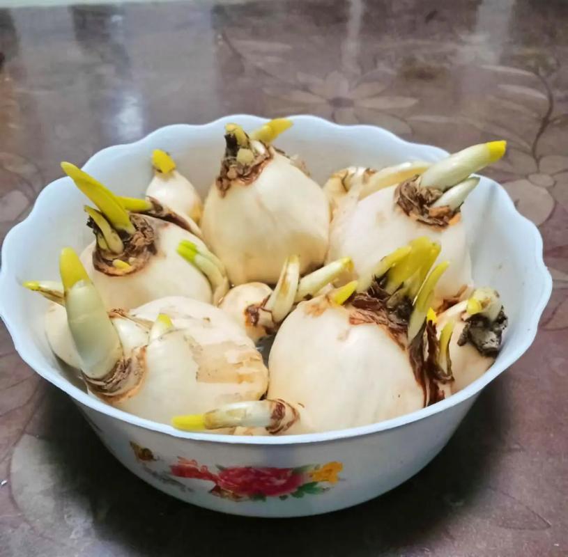 如何让水仙在元旦开花，如何让水仙提前或延迟开花-第7张图片-优品飞百科