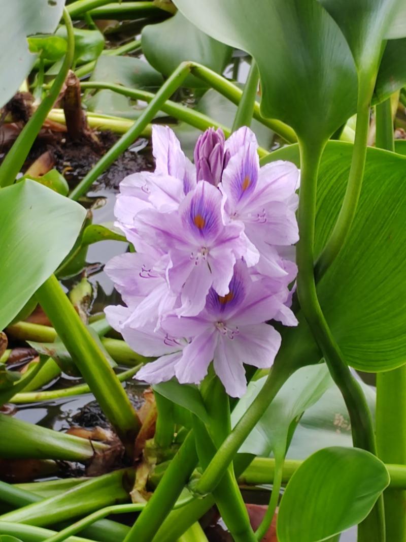 雨久花的养殖方法，雨久花防治？-第4张图片-优品飞百科