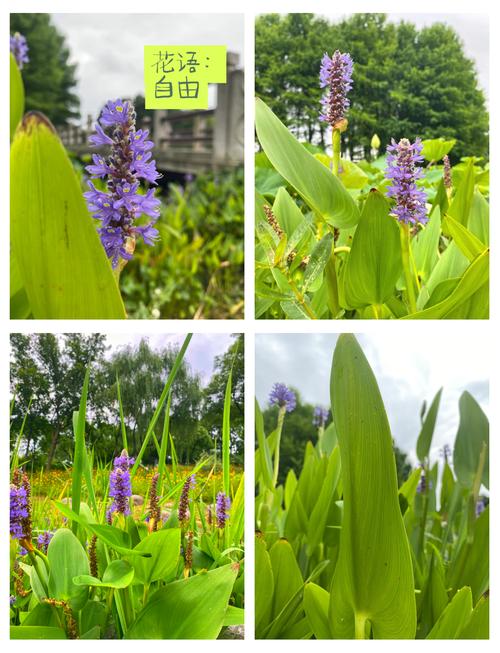 雨久花的养殖方法，雨久花防治？-第5张图片-优品飞百科