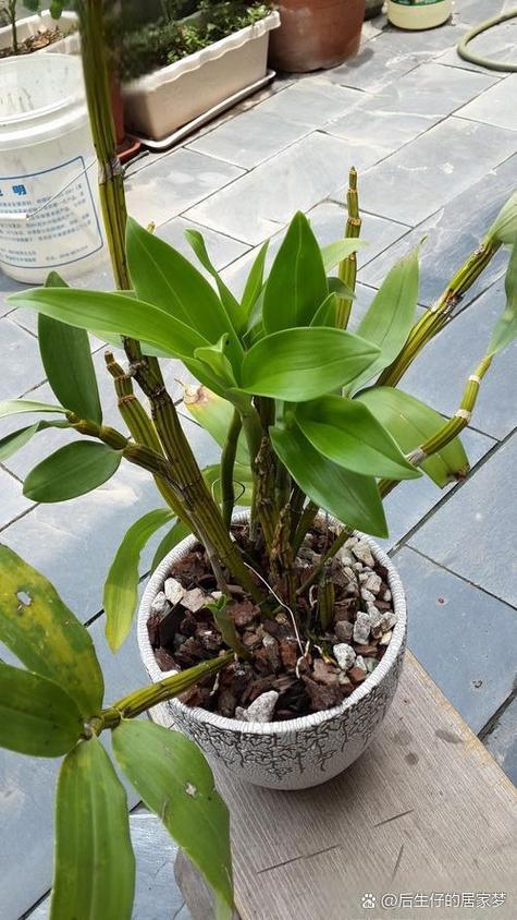 铁皮石斛怎么种，铁皮石斛怎么种植比较好？