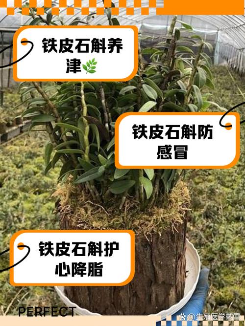 铁皮石斛怎么种，铁皮石斛怎么种植比较好？-第2张图片-优品飞百科