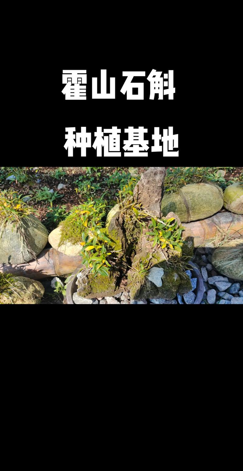 铁皮石斛怎么种，铁皮石斛怎么种植比较好？-第3张图片-优品飞百科
