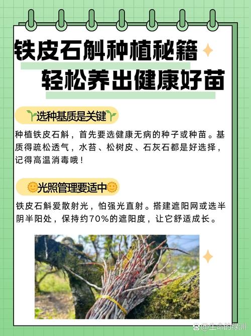 铁皮石斛怎么种，铁皮石斛怎么种植比较好？-第5张图片-优品飞百科