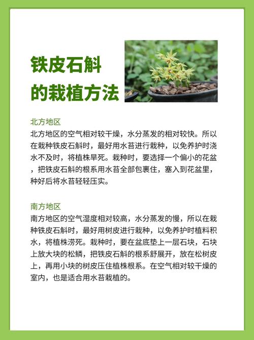 铁皮石斛怎么种，铁皮石斛怎么种植比较好？-第7张图片-优品飞百科