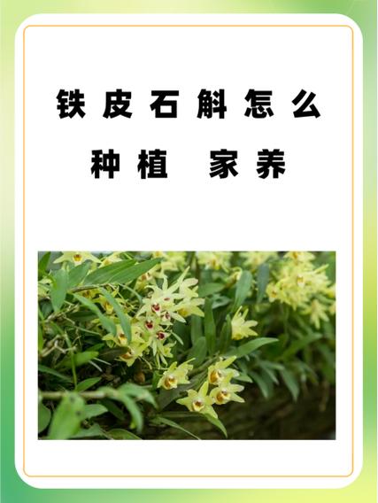 铁皮石斛怎么种，铁皮石斛怎么种植比较好？-第8张图片-优品飞百科