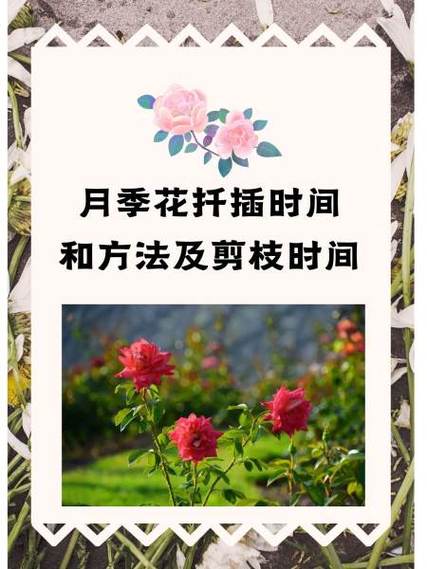 月季扦插的方法及时间？月季的扦插方法和注意事项？-第4张图片-优品飞百科