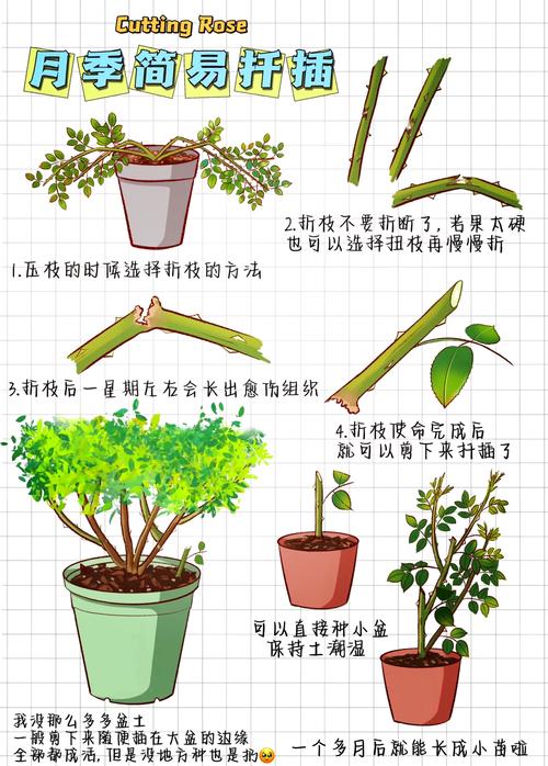 月季扦插的方法及时间？月季的扦插方法和注意事项？-第6张图片-优品飞百科