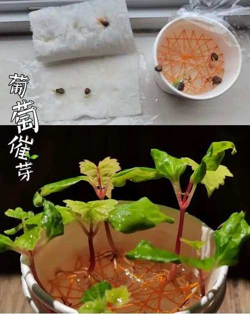 吃剩下的“石榴籽”可别扔，石榴吃剩下的种子可以种吗?-第2张图片-优品飞百科