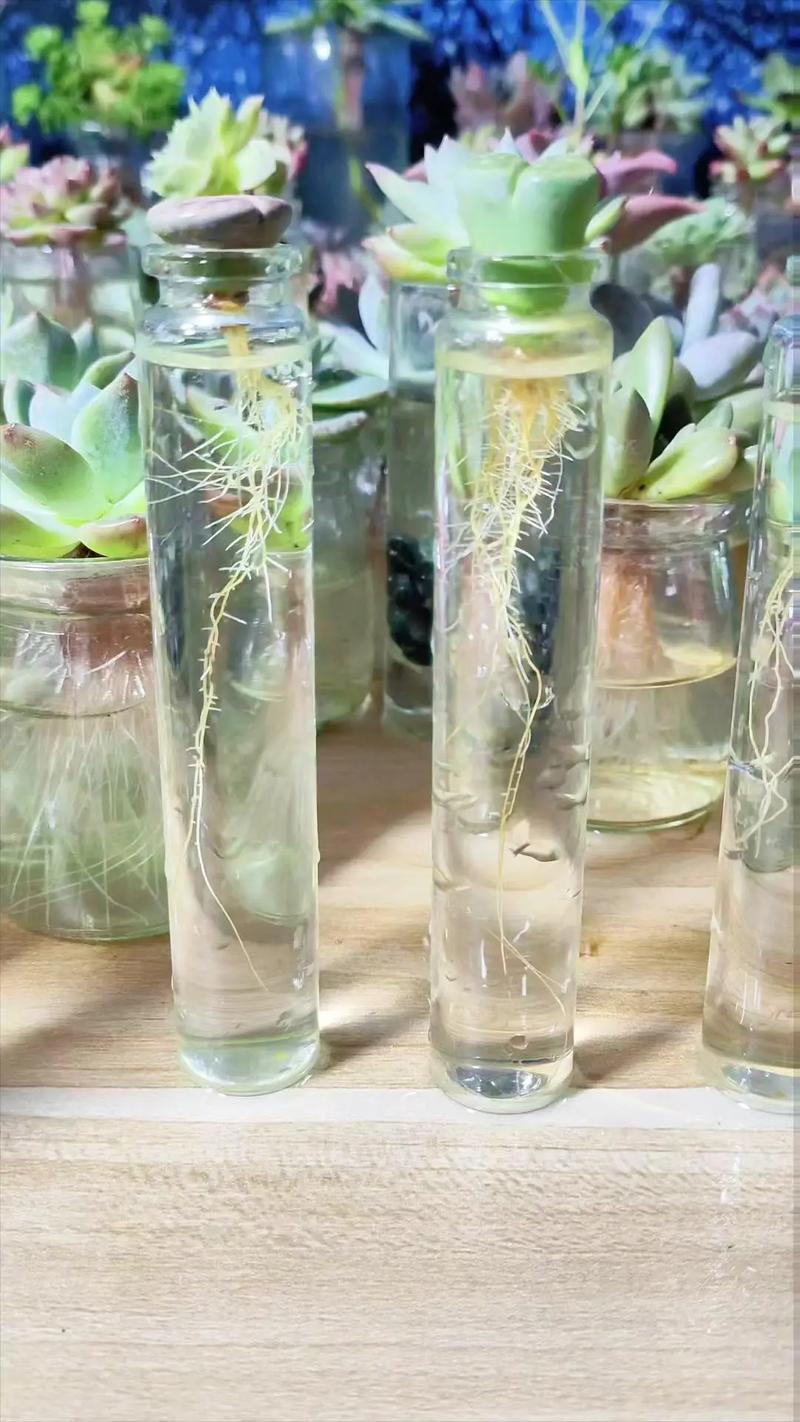 如何种生石花，怎样种生石花才好-第2张图片-优品飞百科