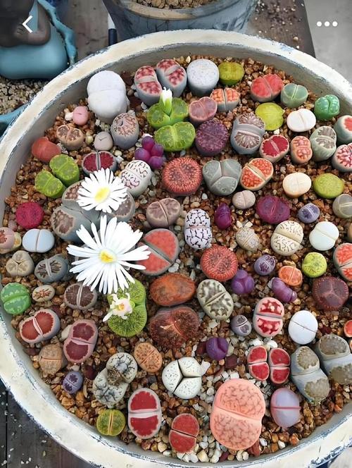 如何种生石花，怎样种生石花才好-第3张图片-优品飞百科
