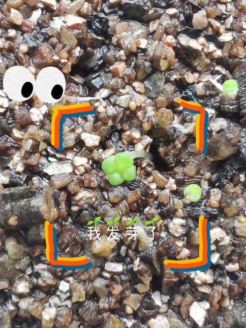 如何种生石花，怎样种生石花才好-第4张图片-优品飞百科