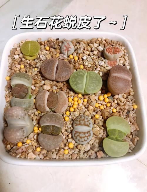 如何种生石花，怎样种生石花才好-第5张图片-优品飞百科