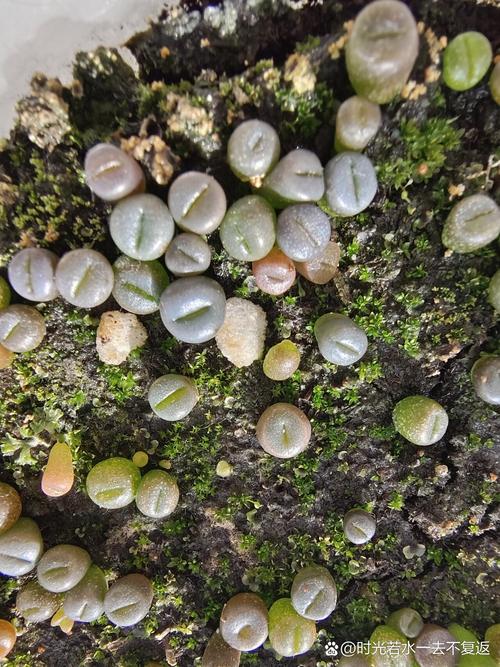 如何种生石花，怎样种生石花才好-第6张图片-优品飞百科