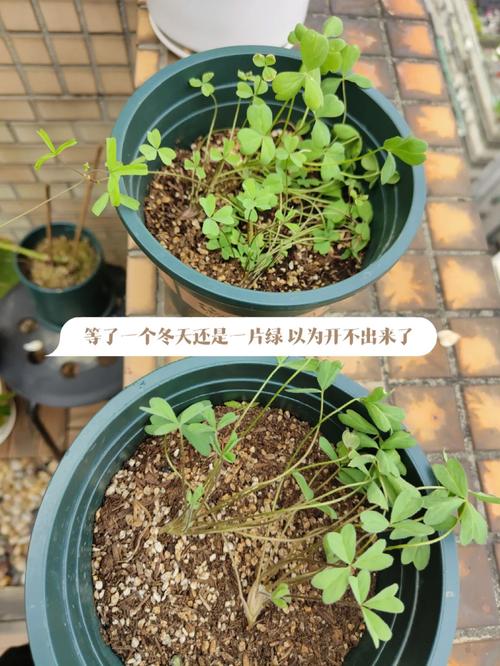 幸运草怎么种，幸运草怎么种植方法？