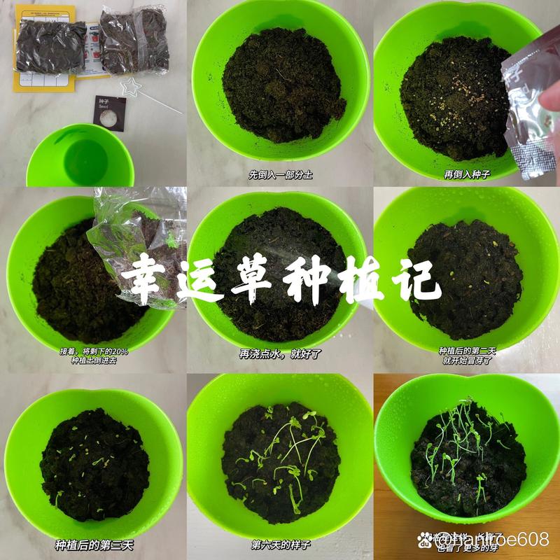 幸运草怎么种，幸运草怎么种植方法？-第2张图片-优品飞百科