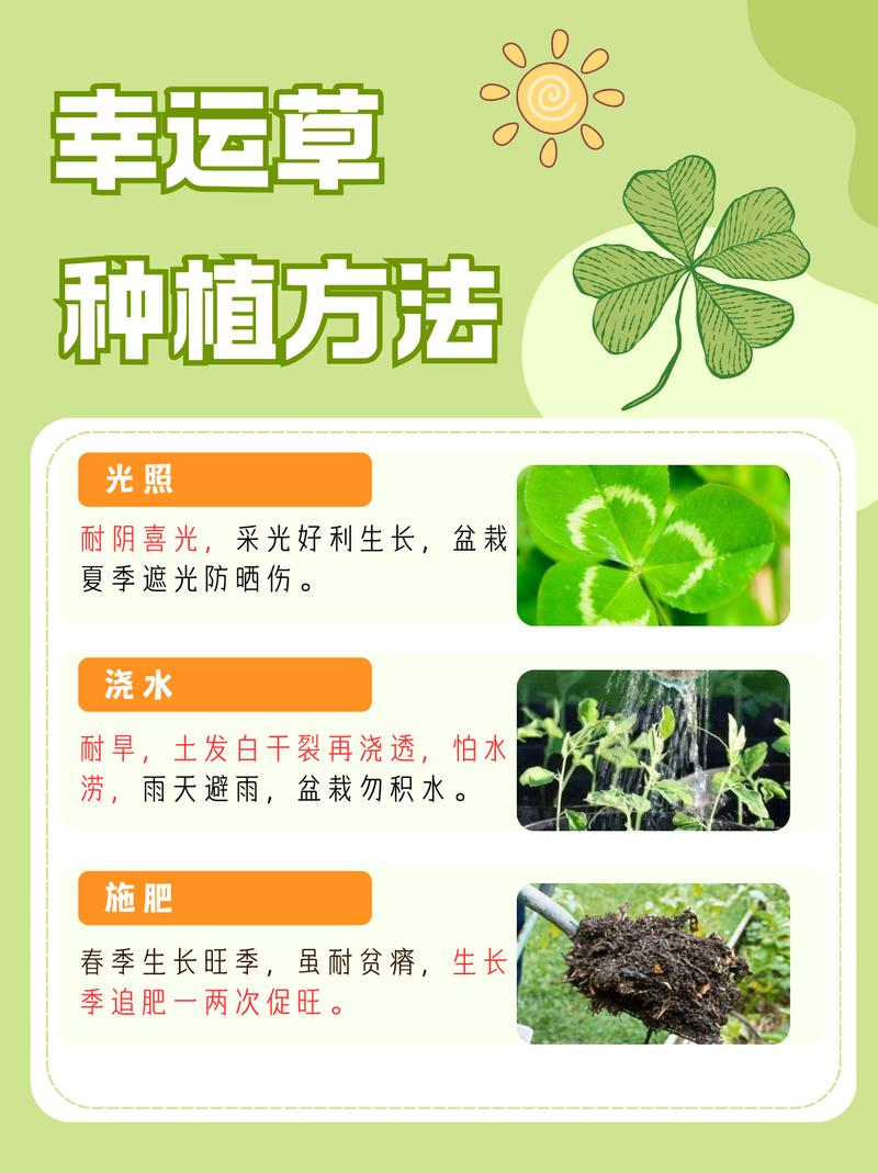 幸运草怎么种，幸运草怎么种植方法？-第3张图片-优品飞百科