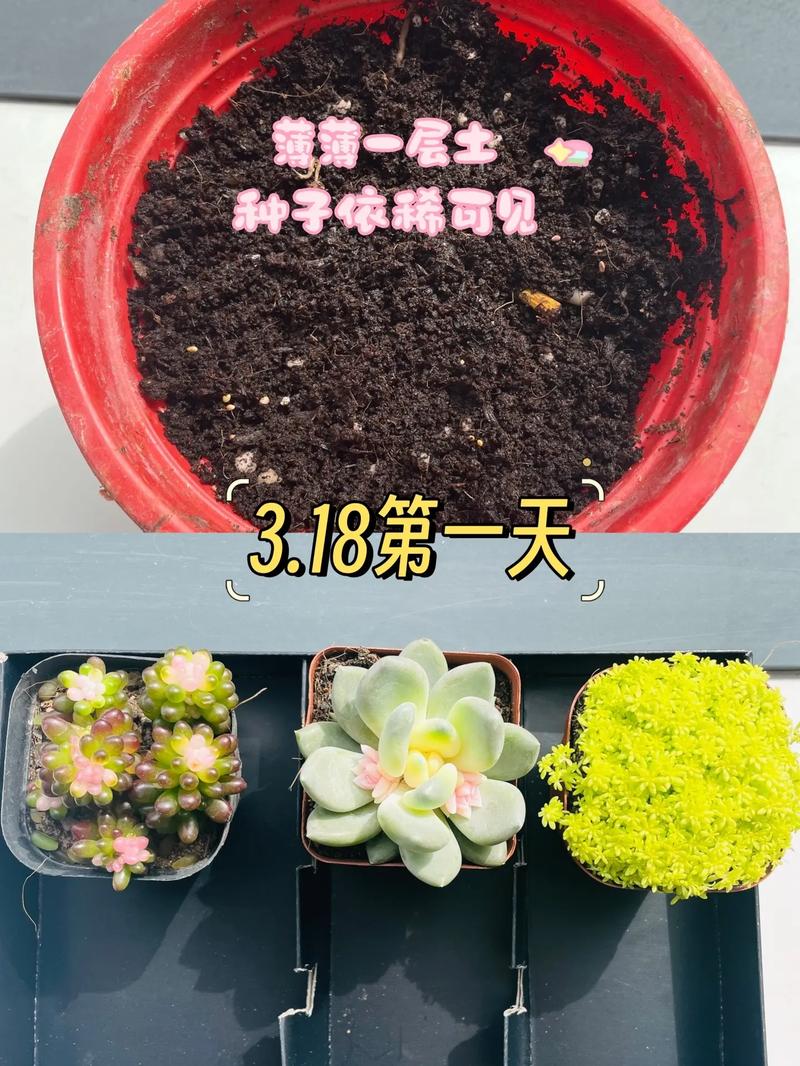 幸运草怎么种，幸运草怎么种植方法？-第4张图片-优品飞百科
