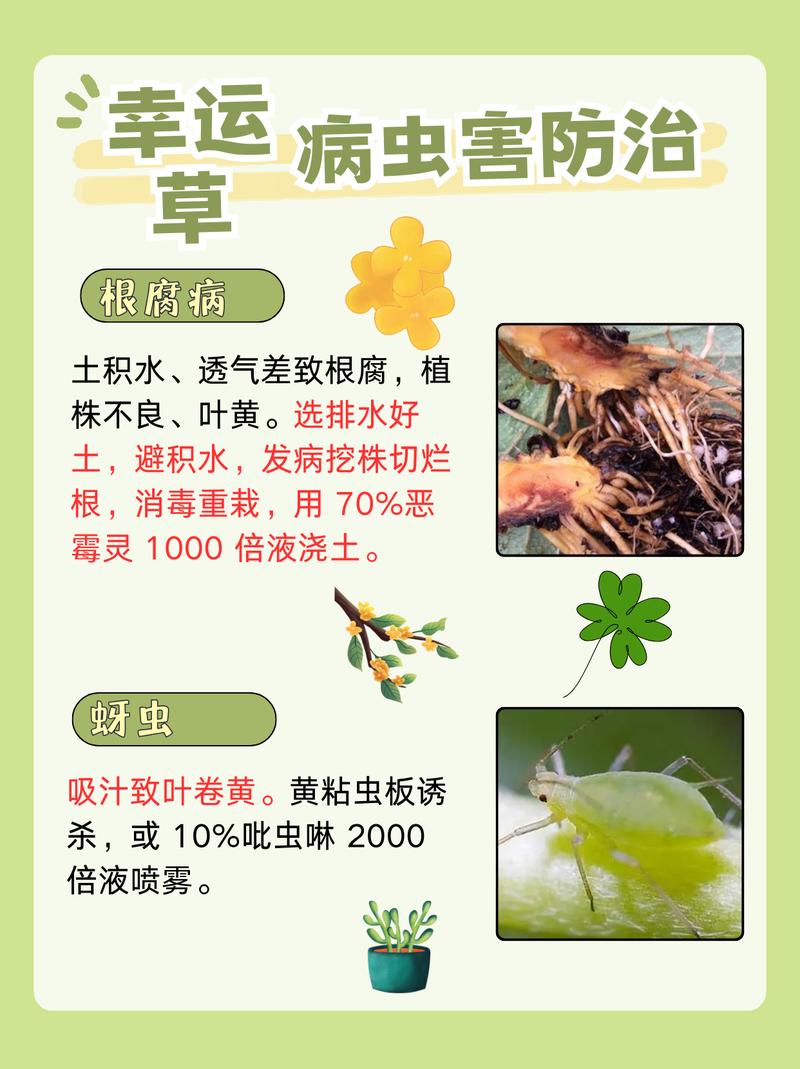 幸运草怎么种，幸运草怎么种植方法？-第5张图片-优品飞百科